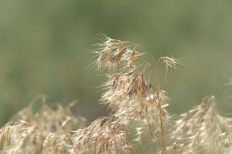 AdobeStock_2102116319 Cheatgrass growing in Southwest Montana